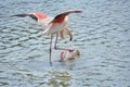 Mating of flamingos in water