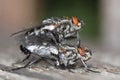 Mating flies Royalty Free Stock Photo