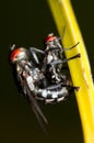 Mating Flies