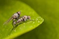 Mating flies close-up