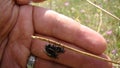 Mating flies, fly. Biologist, Exotic vet watching insects. wildlife