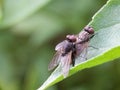 Mating flies