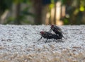 Mating Flies on Wall in the garden