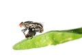 Mating fly insect isolated Royalty Free Stock Photo