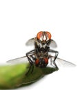 Mating fly insect isolated Royalty Free Stock Photo