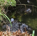 Mating frogs with frogspawn. Royalty Free Stock Photo