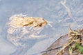 Mating frogs in the lake. Pair of brown common toads. Royalty Free Stock Photo
