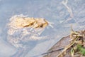 Mating frogs in the lake. Pair of brown common toads. Royalty Free Stock Photo