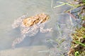 Mating frogs in the lake. Pair of brown common toads. Royalty Free Stock Photo