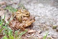 Mating frogs in the lake. Pair of brown common toads. Royalty Free Stock Photo