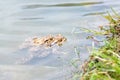 Mating frogs in the lake. Pair of brown common toads. Royalty Free Stock Photo