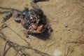 Mating Frogs Laying Eggs in Water Royalty Free Stock Photo