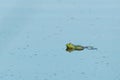 frogs swimming on the lake surface Royalty Free Stock Photo