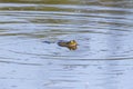 frogs swimming on the lake surface Royalty Free Stock Photo