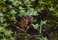 Mating frogs Royalty Free Stock Photo