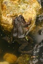 Mating frogs in the water Royalty Free Stock Photo