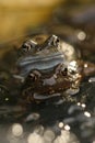 Mating frogs in the water Royalty Free Stock Photo