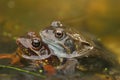 Mating frogs in the water Royalty Free Stock Photo