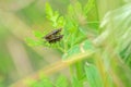 mating gadfly Royalty Free Stock Photo