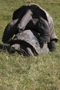 Mating galapagos tortoises Royalty Free Stock Photo