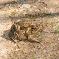 Mating games of frogs on earth. Royalty Free Stock Photo