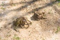 Mating games of frogs on earth. Royalty Free Stock Photo