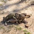 Mating games of frogs on earth. Royalty Free Stock Photo
