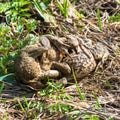 Mating games of frogs on earth. Royalty Free Stock Photo