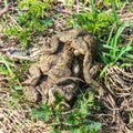 Mating games of frogs on earth. Royalty Free Stock Photo