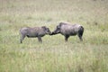 Mating games of a male and female warthog