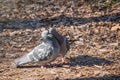 Mating games of a pair of pigeons Royalty Free Stock Photo