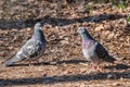 Mating games of a pair of pigeons Royalty Free Stock Photo