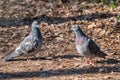 Mating games of a pair of pigeons