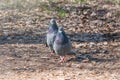 Mating games of a pair of pigeons