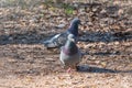 Mating games of a pair of pigeons