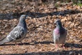 Mating games of a pair of pigeons