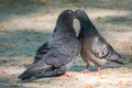 Mating games of a pair of pigeons