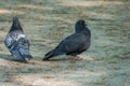 Mating games of a pair of pigeons