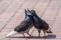 Mating games of a pair of pigeons. A pair of pigeons kisses Royalty Free Stock Photo