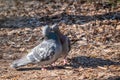 Mating games of a pair of pigeons