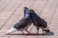 Mating games of a pair of pigeons. A pair of pigeons kisses