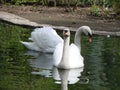 Mating games of a pair of white swans. Swans swimming on the water in nature. latin name Cygnus olor. Royalty Free Stock Photo