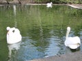 Mating games of a pair of white swans. Swans swimming on the water in nature. latin name Cygnus olor. Royalty Free Stock Photo