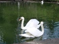 Mating games of a pair of white swans. Swans swimming on the water in nature. latin name Cygnus olor. Royalty Free Stock Photo