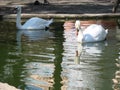 Mating games of a pair of white swans. Swans swimming on the water in nature. latin name Cygnus olor. Royalty Free Stock Photo