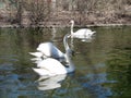 Mating games of a pair of white swans. Swans swimming on the water in nature. latin name Cygnus olor. Royalty Free Stock Photo