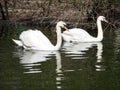 Mating games of a pair of white swans. Swans swimming on the water in nature. latin name Cygnus olor. Royalty Free Stock Photo