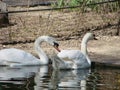 Mating games of a pair of white swans. Swans swimming on the water in nature. latin name Cygnus olor. Royalty Free Stock Photo