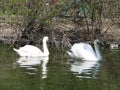 Mating games of a pair of white swans. Swans swimming on the water in nature. latin name Cygnus olor. Royalty Free Stock Photo