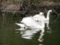 Mating games of a pair of white swans. Swans swimming on the water in nature. latin name Cygnus olor. Royalty Free Stock Photo